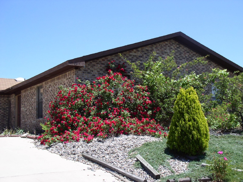 Roses in Bloom