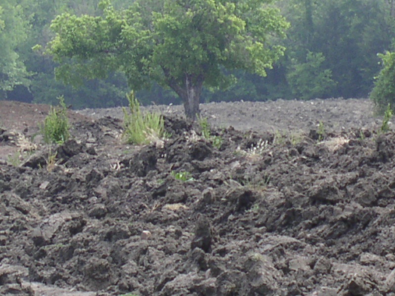 Shade in the field