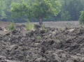 Shade in the field