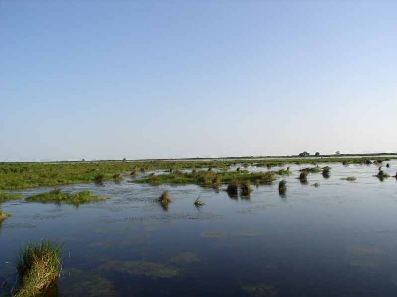 View of Lake/swamp from Boardwalk