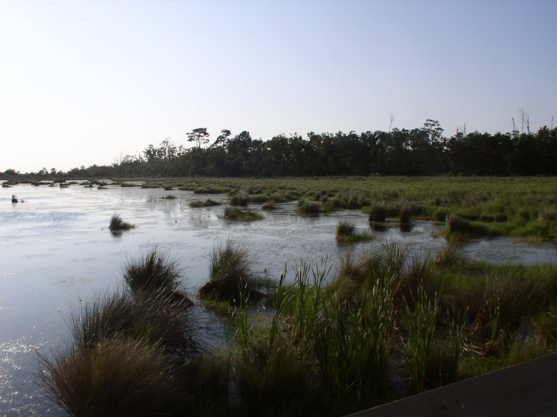 View from boardwalk
