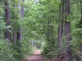 Remnents of old trail