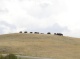 Buffalo on hill