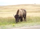 Buffalo Grazing