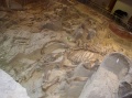Mammoth Fossils