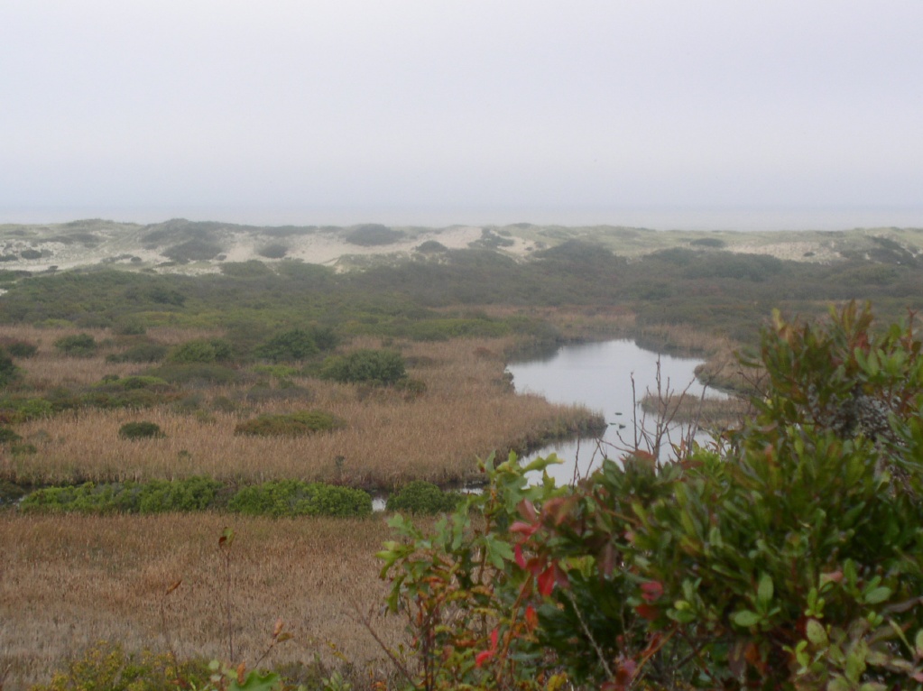 Dunes near tip